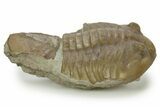 Bargain, Fossil Subasaphus Laticaudatus Trilobite - Russia #363105-1